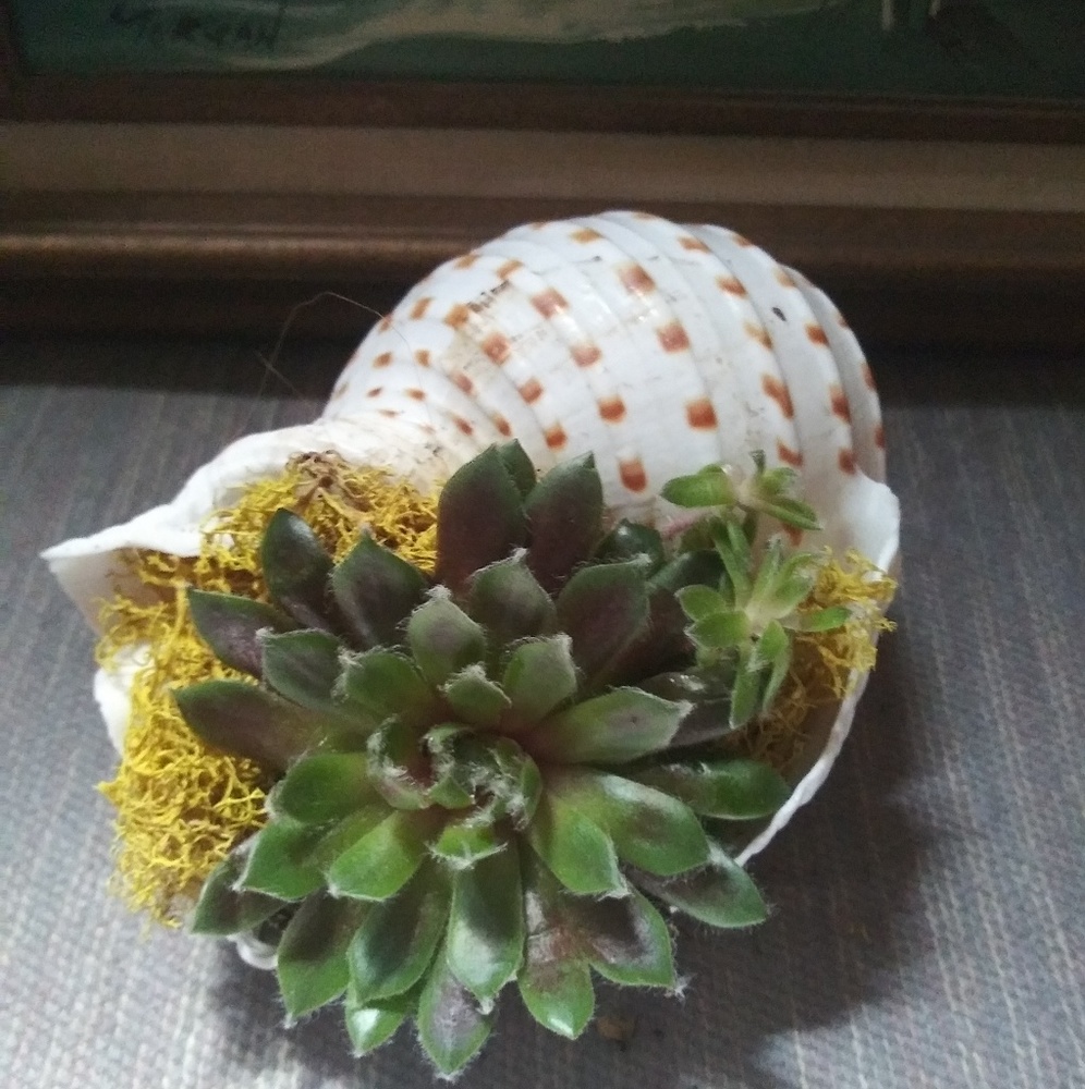 Xlarge shell with succulents and moss